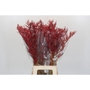 Bromelia Red Paloma