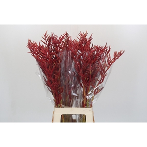 Bromelia Red Paloma