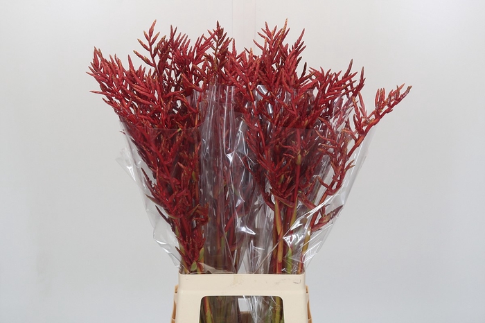 Bromelia Red Paloma