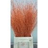 MALUS GARFIELD TAK 040CM