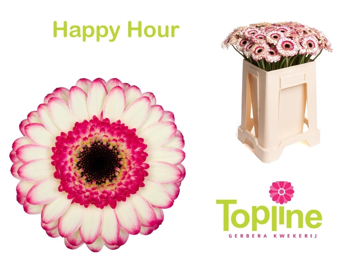 <h4>GE MI HAPPY HOUR</h4>