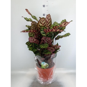 Calathea makoyana