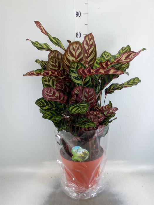 <h4>Calathea makoyana</h4>