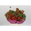 Ranunculus Romance Crown Bastille