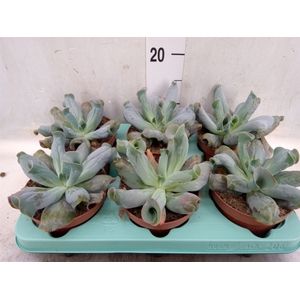 Echeveria   ...