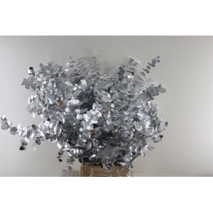 Euc Cinerea Zilver