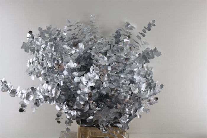 <h4>Euc Cinerea Zilver</h4>