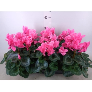 Cyclamen GR 'Leopardo'