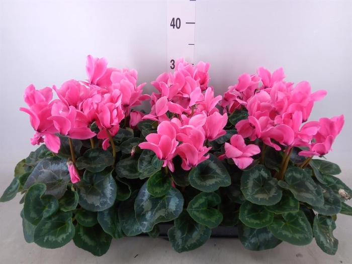 <h4>Cyclamen GR 'Leopardo'</h4>