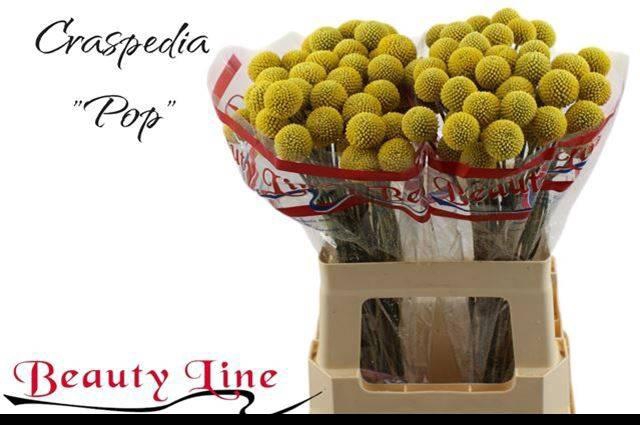 <h4>CRAS PAINTBALL POP</h4>