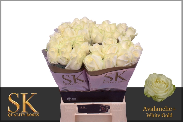 <h4>R GR AVALANCHE+</h4>