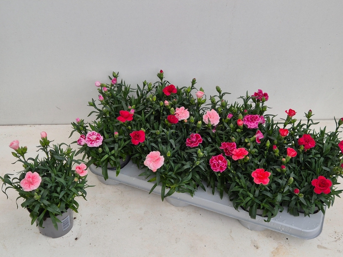 <h4>DIAN OSC GEM</h4>