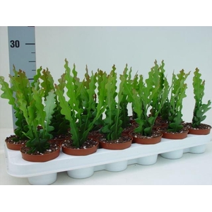 Epiphyllum anguliger