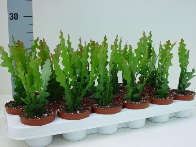 <h4>Epiphyllum anguliger</h4>