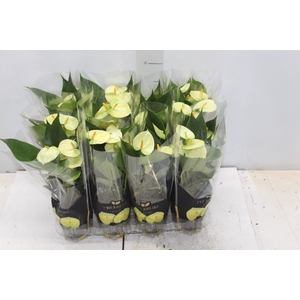 ANTHURIUM VANILLA P09 PREMIUM