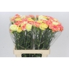 Dianthus St Rainbow Mix Orange