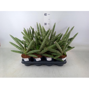 Sansevieria cyl.  ...