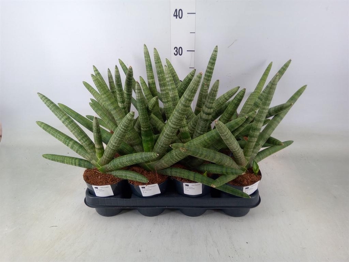 <h4>Sansevieria cyl.  ...</h4>