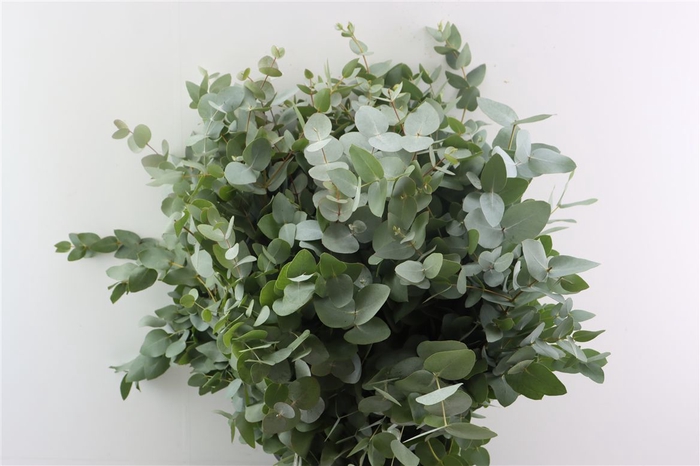 <h4>Euca Cinerea 400gr P Bunch</h4>