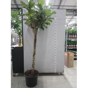 Ficus lyrata