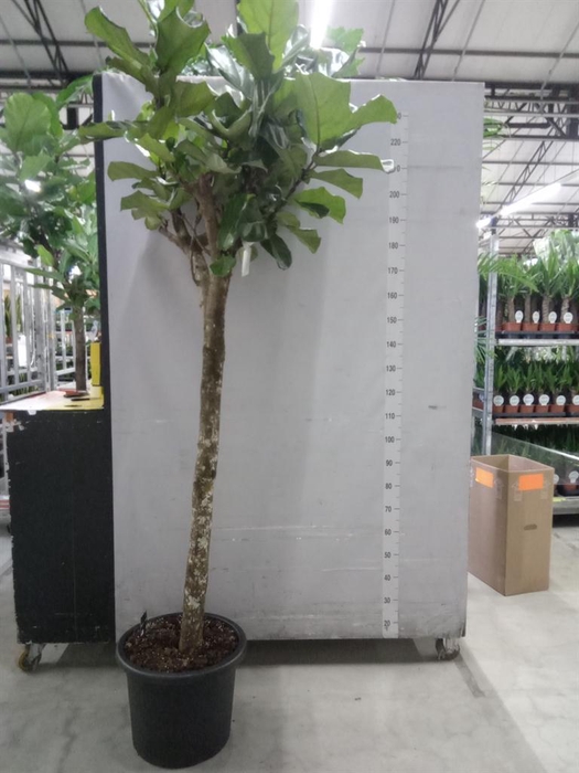 <h4>Ficus lyrata</h4>