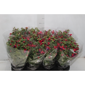 BRINCO DE PRINCESA P15