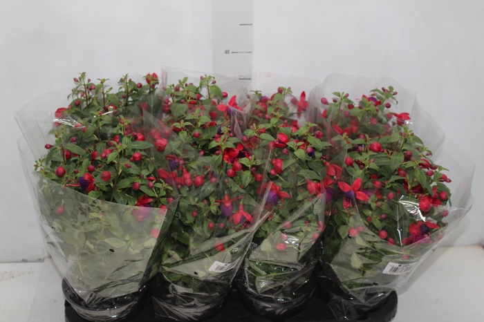 <h4>BRINCO DE PRINCESA P15</h4>