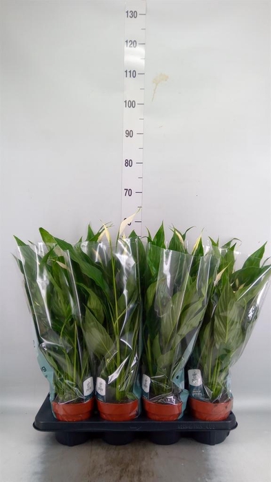 <h4>Spathiphyllum  'Sweet Chico'</h4>