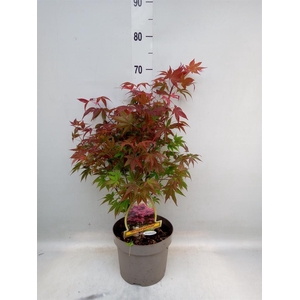Acer palmatum 'Atropurpureum'