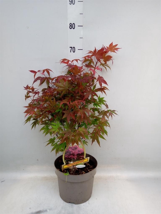 <h4>Acer palmatum 'Atropurpureum'</h4>
