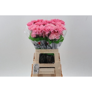 Dian. ST. DYED Pale Pink