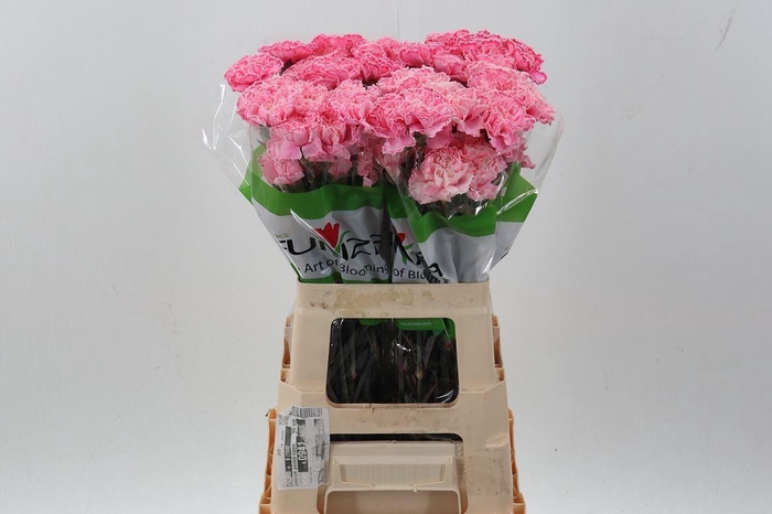 <h4>Dianthus ST   ...colored H%</h4>