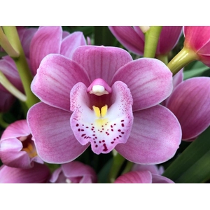 Cymb Mi Rosanna Shaw Leekade X15