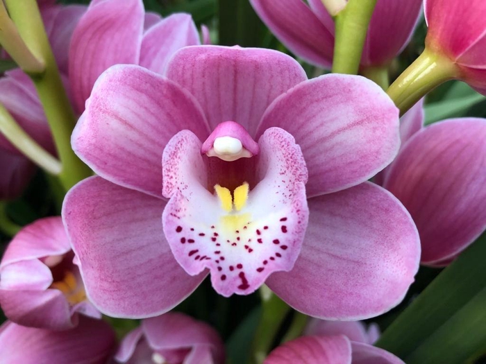 <h4>CYMB MI ROSANNA SHAW Leekade X12</h4>