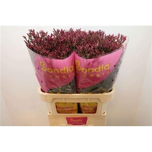 Lim Sin Scarlet Diamond