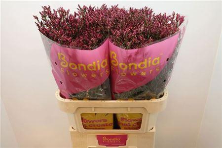 <h4>Lim Sin Scarlet Diamond</h4>