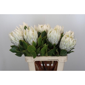 Protea Cyn. Ayoba Arctic Ice