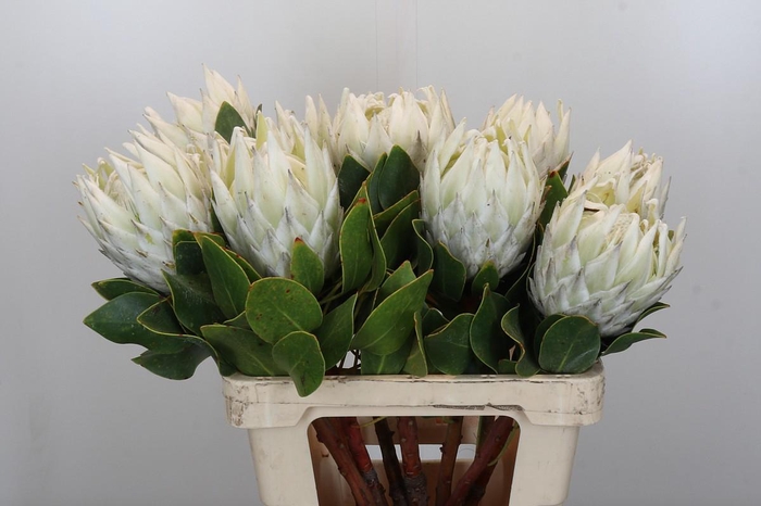 <h4>Protea Cyn. Ayoba Arctic Ice</h4>