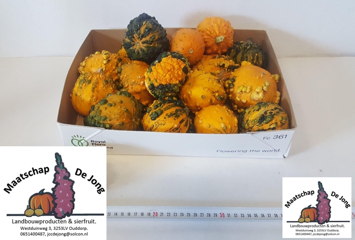 <h4>Cuc Wart Mixed (x20)</h4>