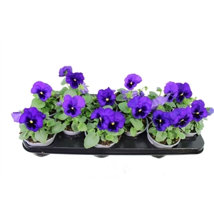 Viola F1 Blue With Blotch