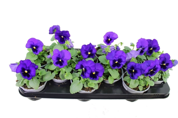 <h4>Viola F1 Blue With Blotch</h4>