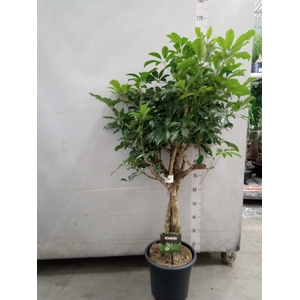 Schefflera arbor. 'Compacta'