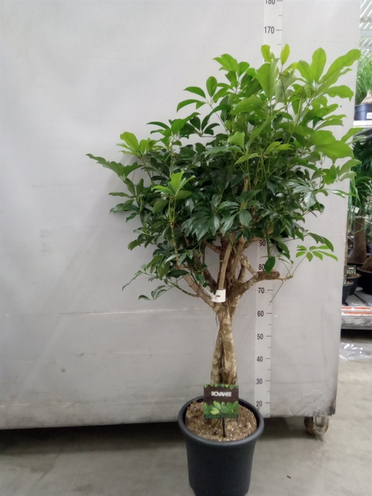 <h4>Schefflera arbor. 'Compacta'</h4>