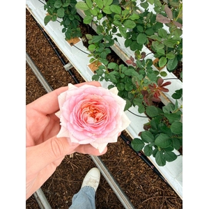 Rosa spray =new=