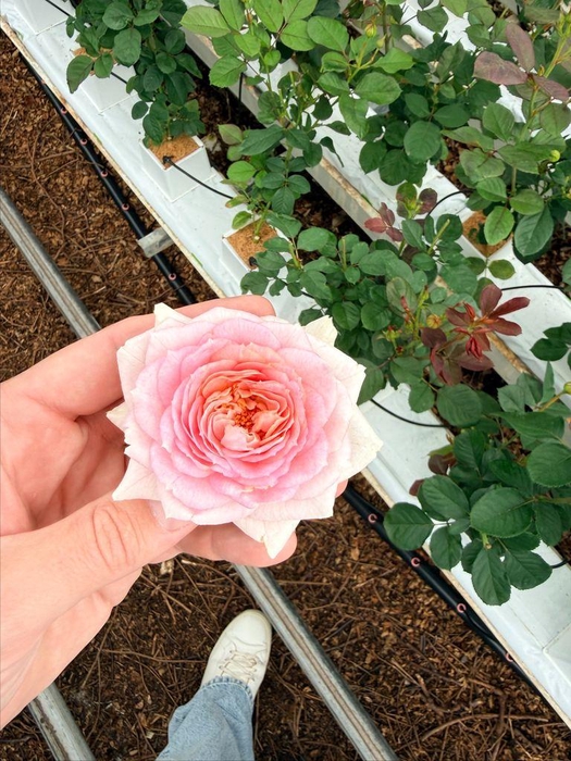 <h4>Rosa spray =new=</h4>
