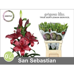 LI LA SAN SEBASTIAN