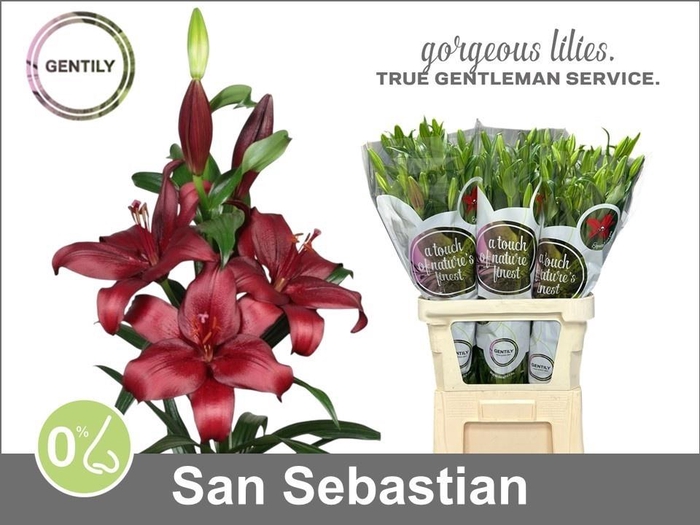 <h4>LI LA SAN SEBASTIAN</h4>