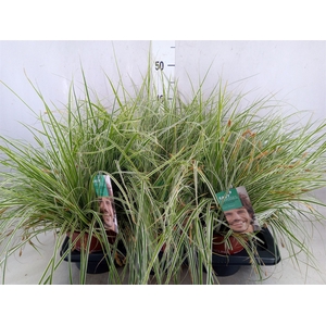Carex oshimensis 'Everest'