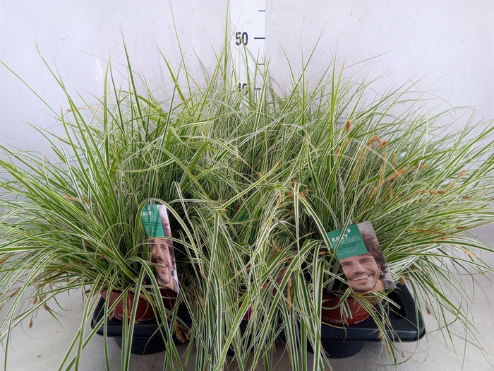 <h4>Carex oshimensis 'Everest'</h4>