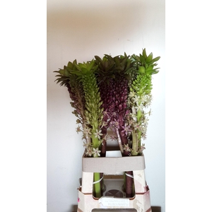 EUCOMIS OV